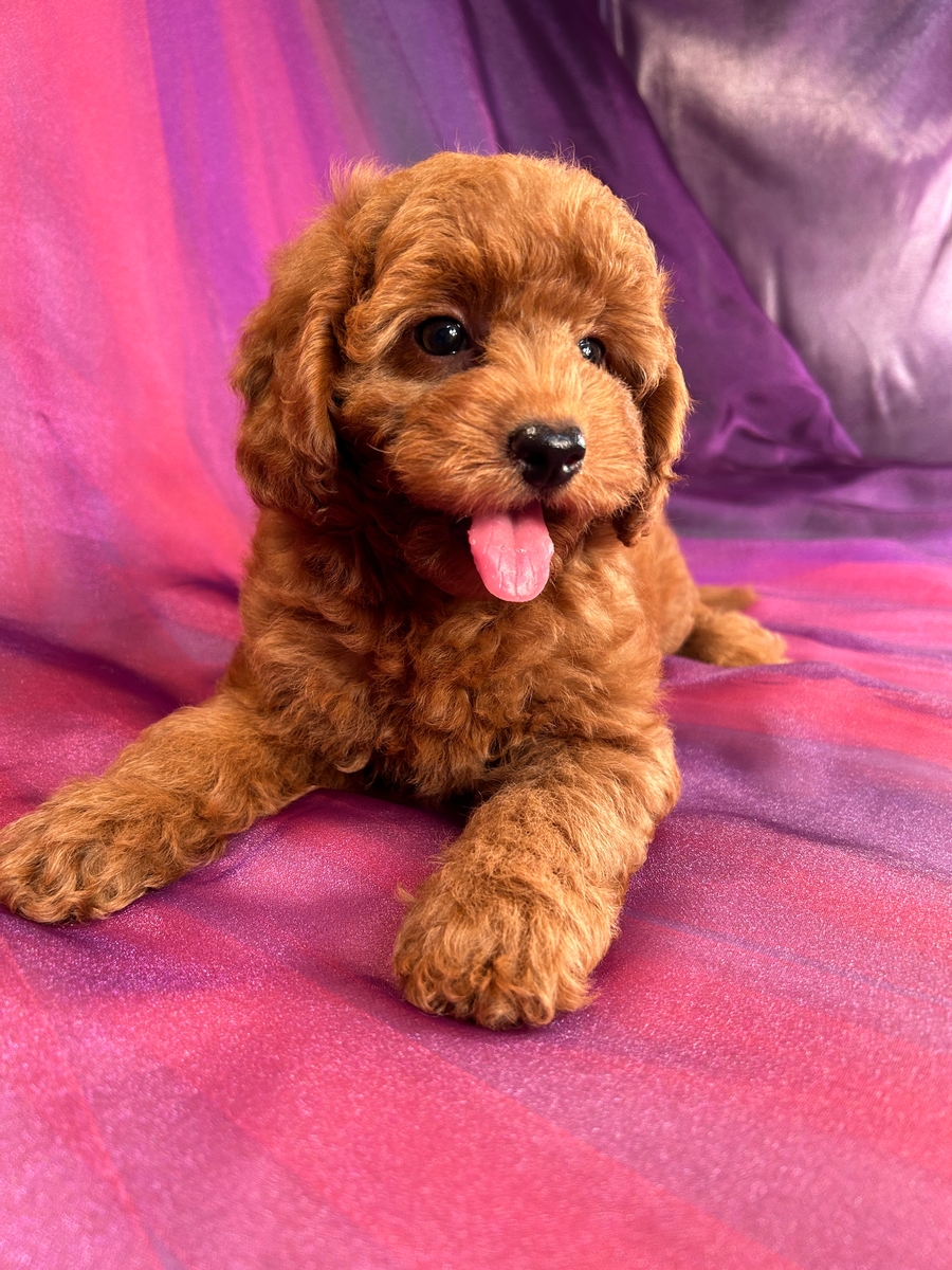 Female Miniature Goldendoodle Pup for Sale $1500 DOB 6-9-2023